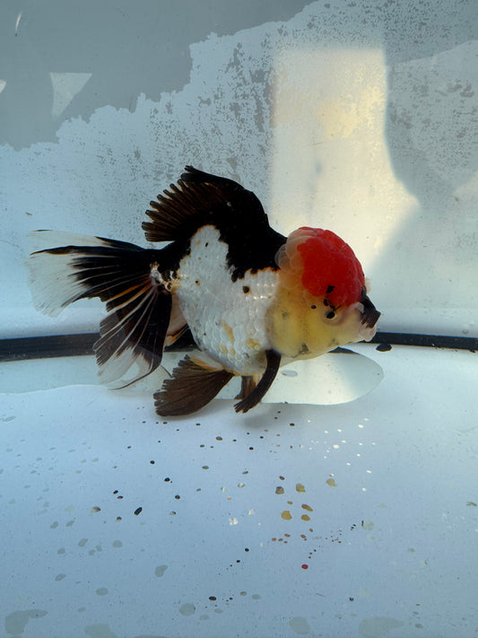 Tricolour Oranda. WVF406