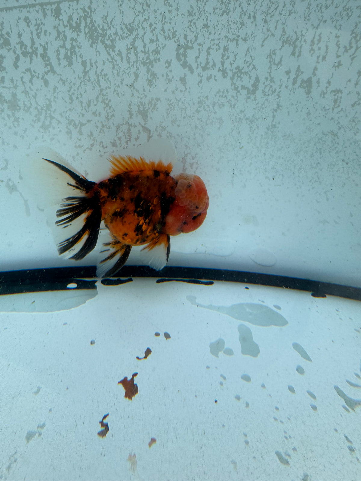 Red tiger Oranda.  WVF1253