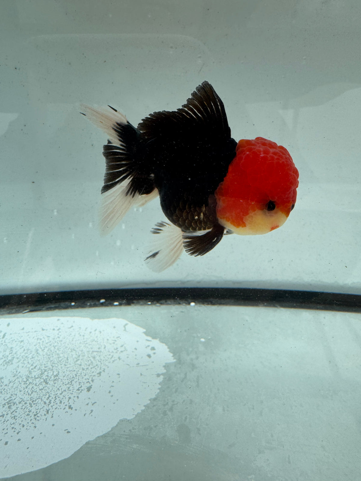 Redhead black Oranda. WVF1164