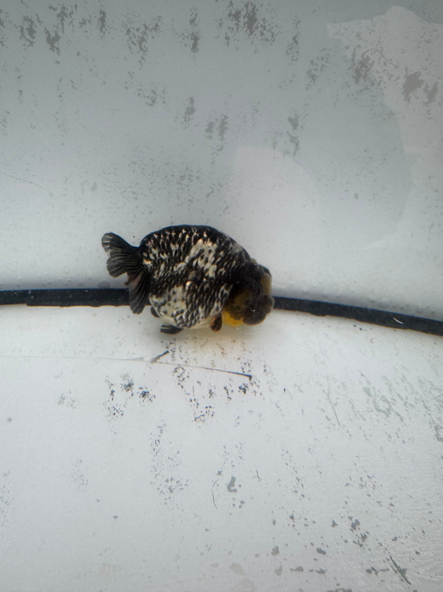 White Tiger ranchu. WVF590