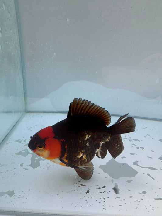 Tricolor Oranda. WVF054