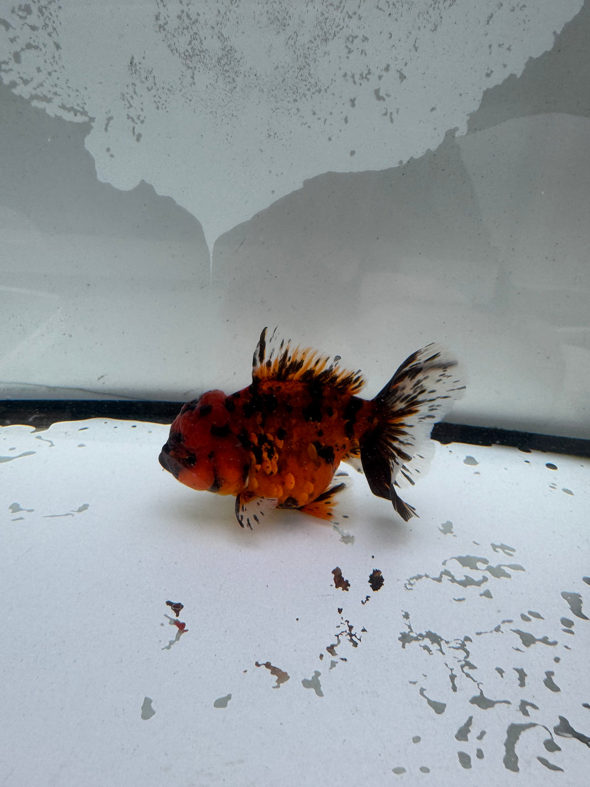 Red tiger Oranda.  WVF1198