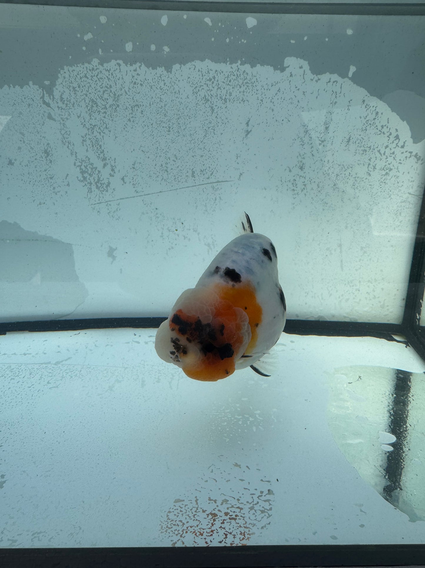 Calico Ranchu. WVF745
