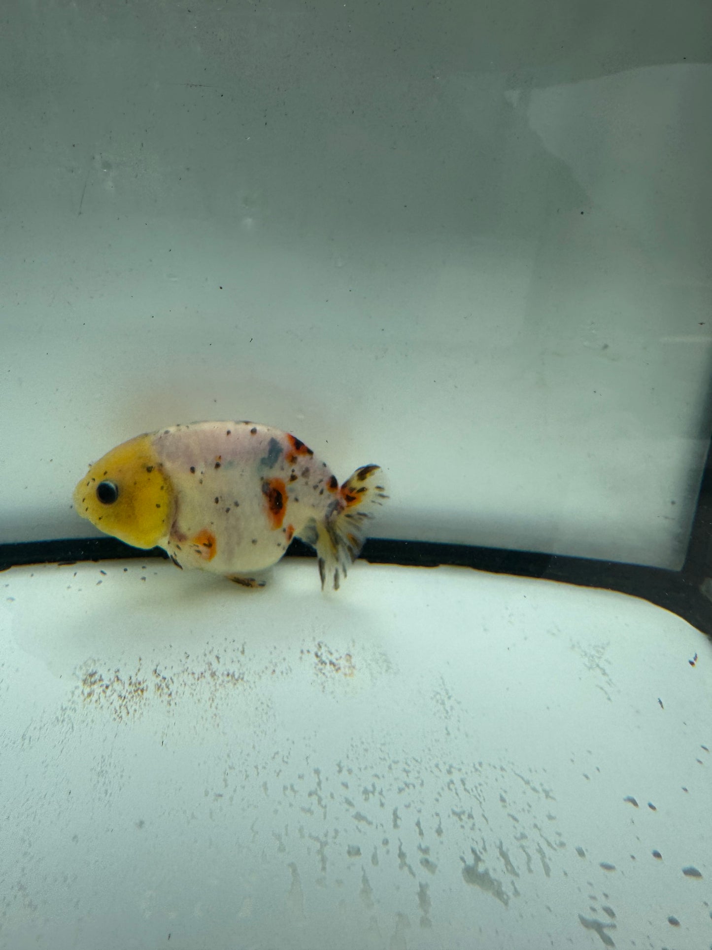 Calico Ranchu.  WVF958