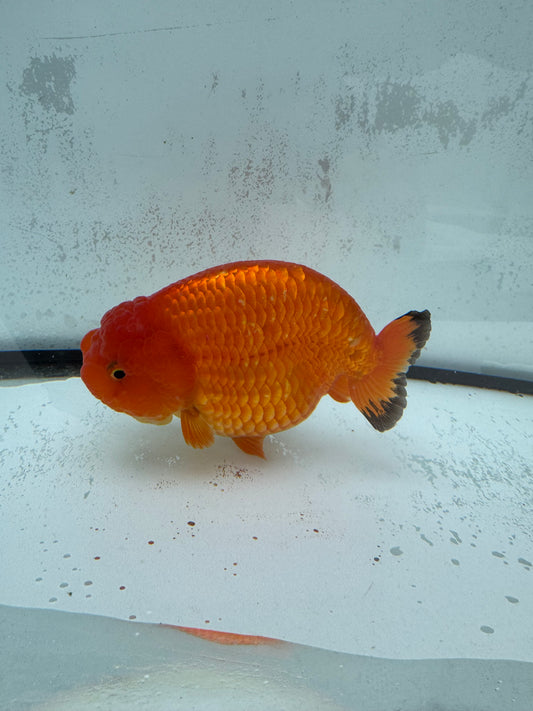 Red Ranchu. WVF439