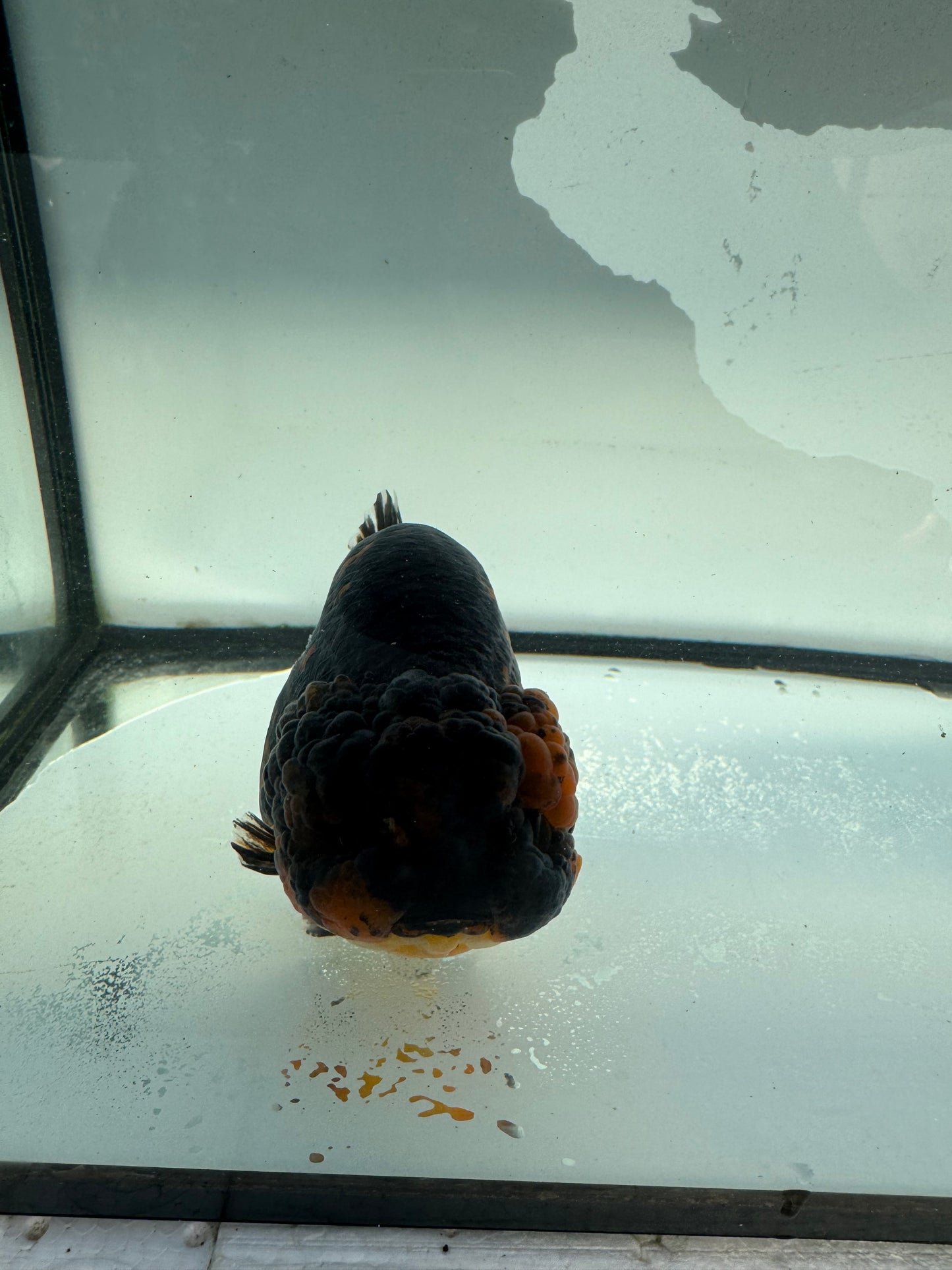 Red&black Ranchu. WVF1035