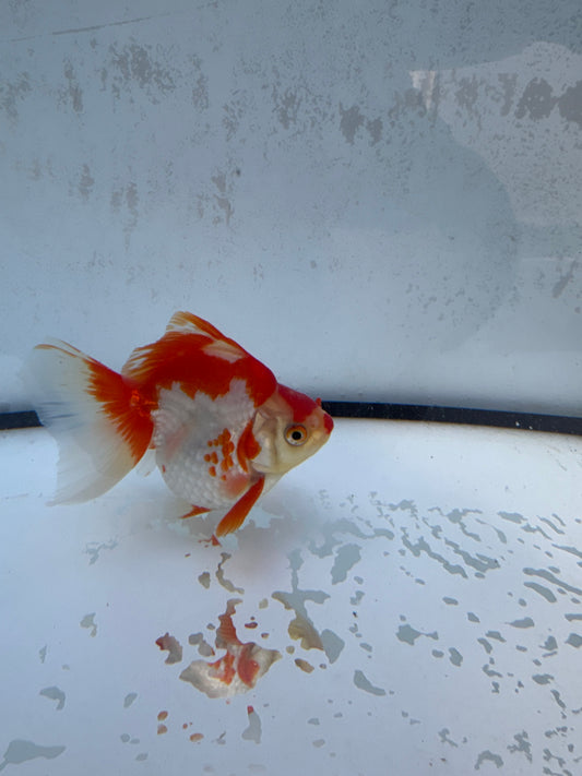 Red&white Broadtail Ryukin. WVF561