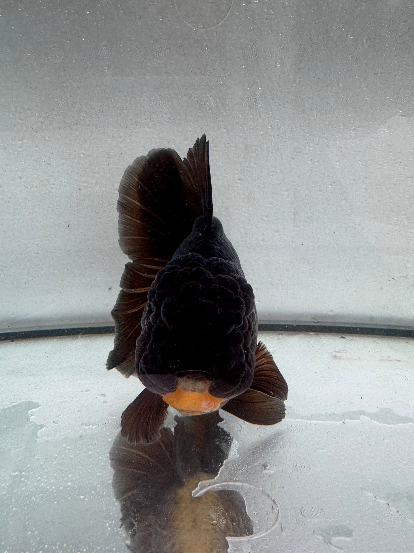 Black Oranda. WVF425