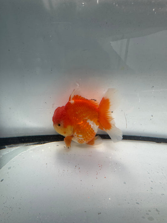 Red&white Oranda. WVF936