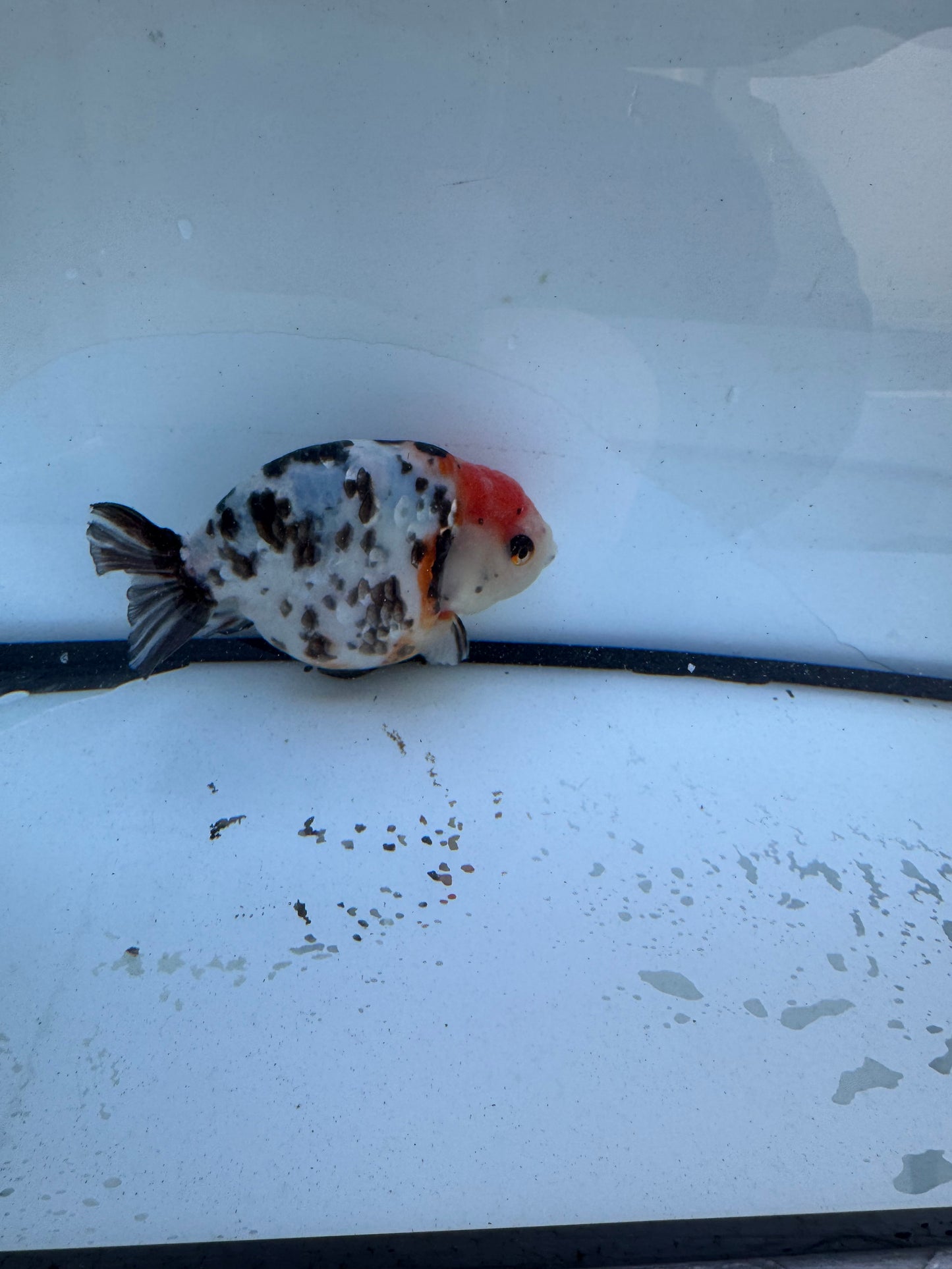 Calico Ranchu. WVF607