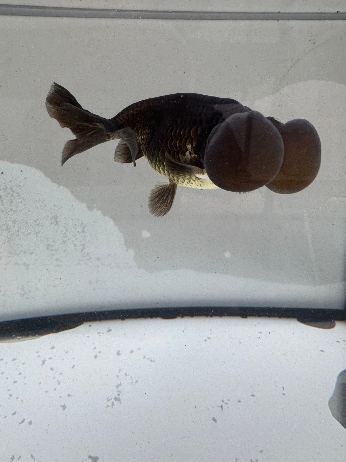 Black/bronze bubble eye.  WVF1173