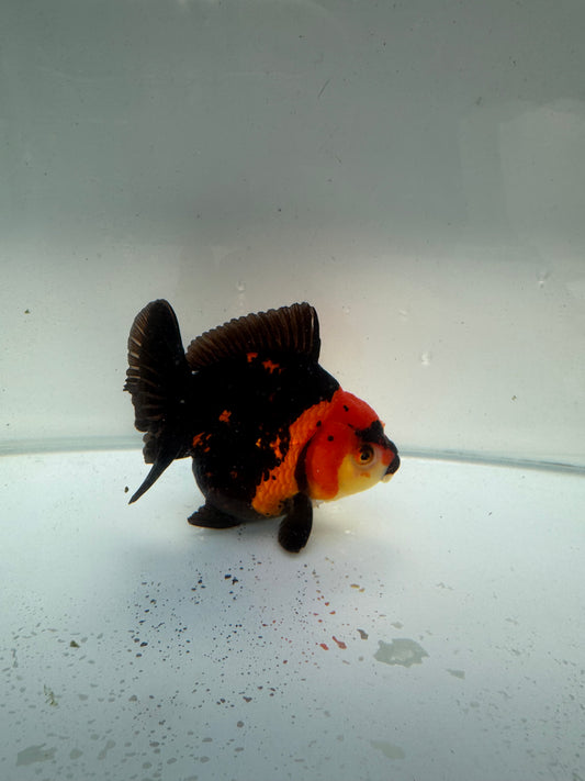 Short tail tricolour Oranda. WVF264. Direct from Nana farm