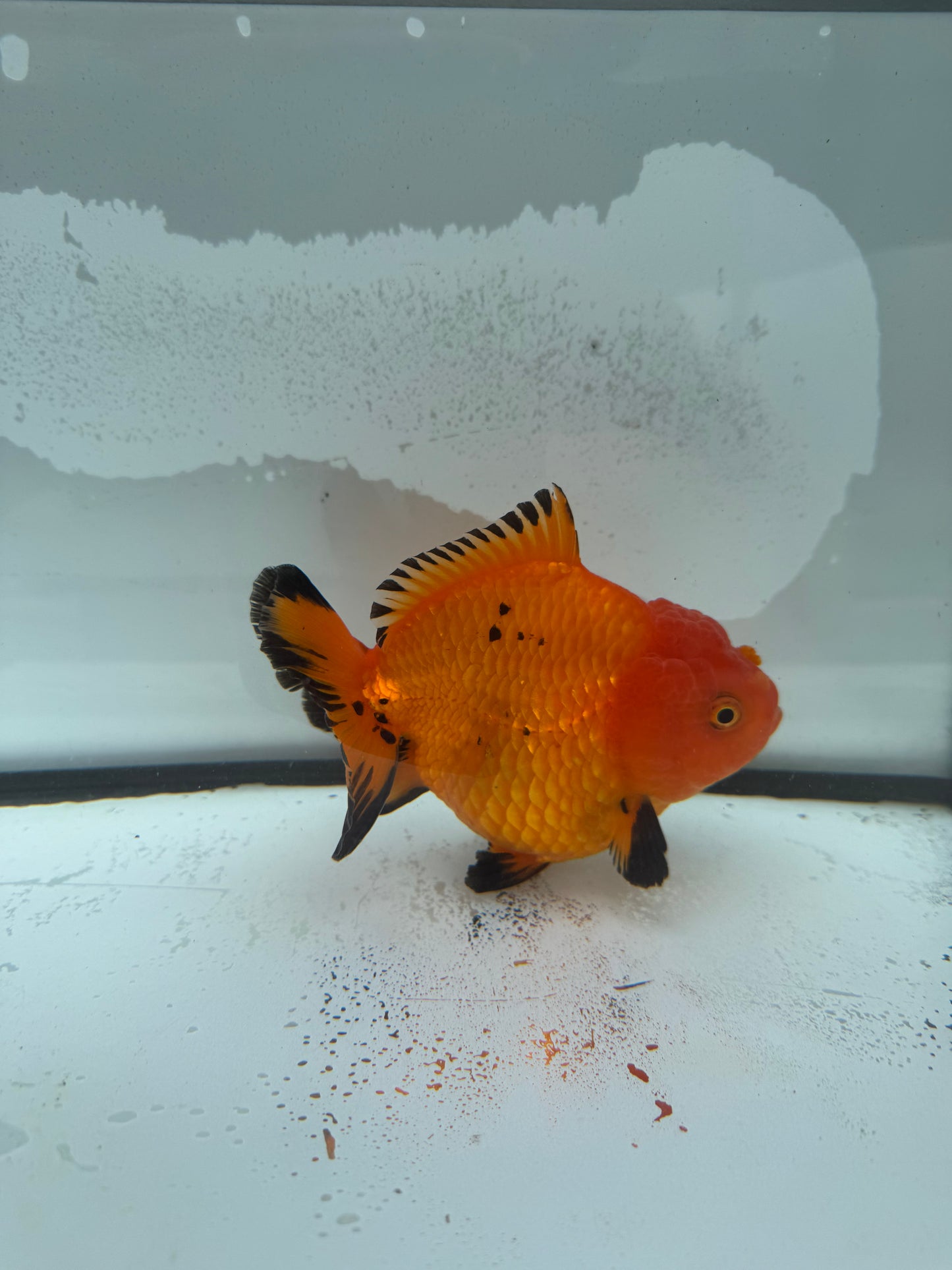 Short tail Oranda. WVF928