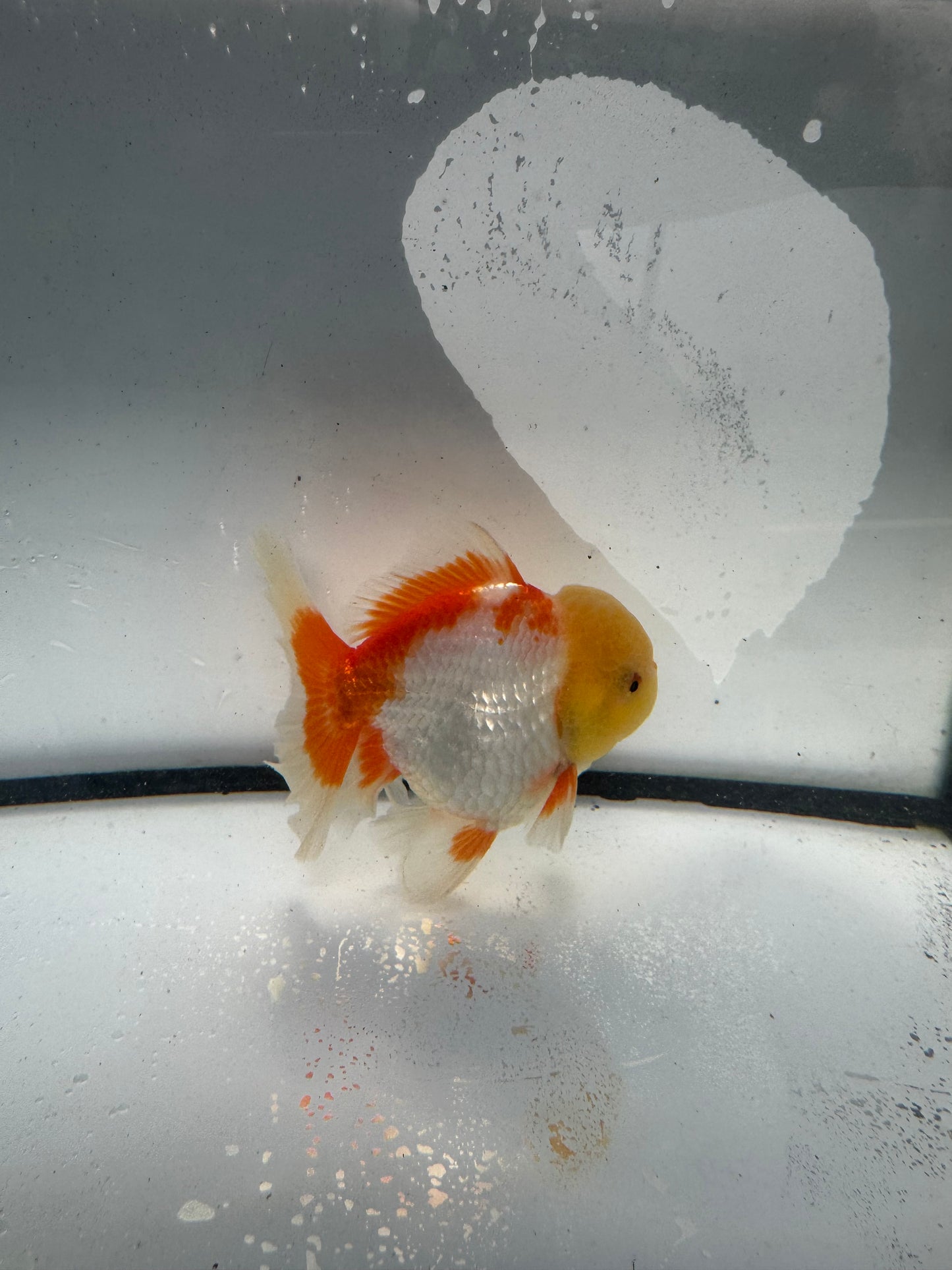 Red&white Oranda. WVF934