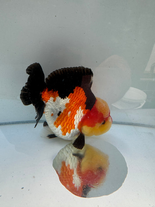 Short tail Pom Pom Oranda. WVF116