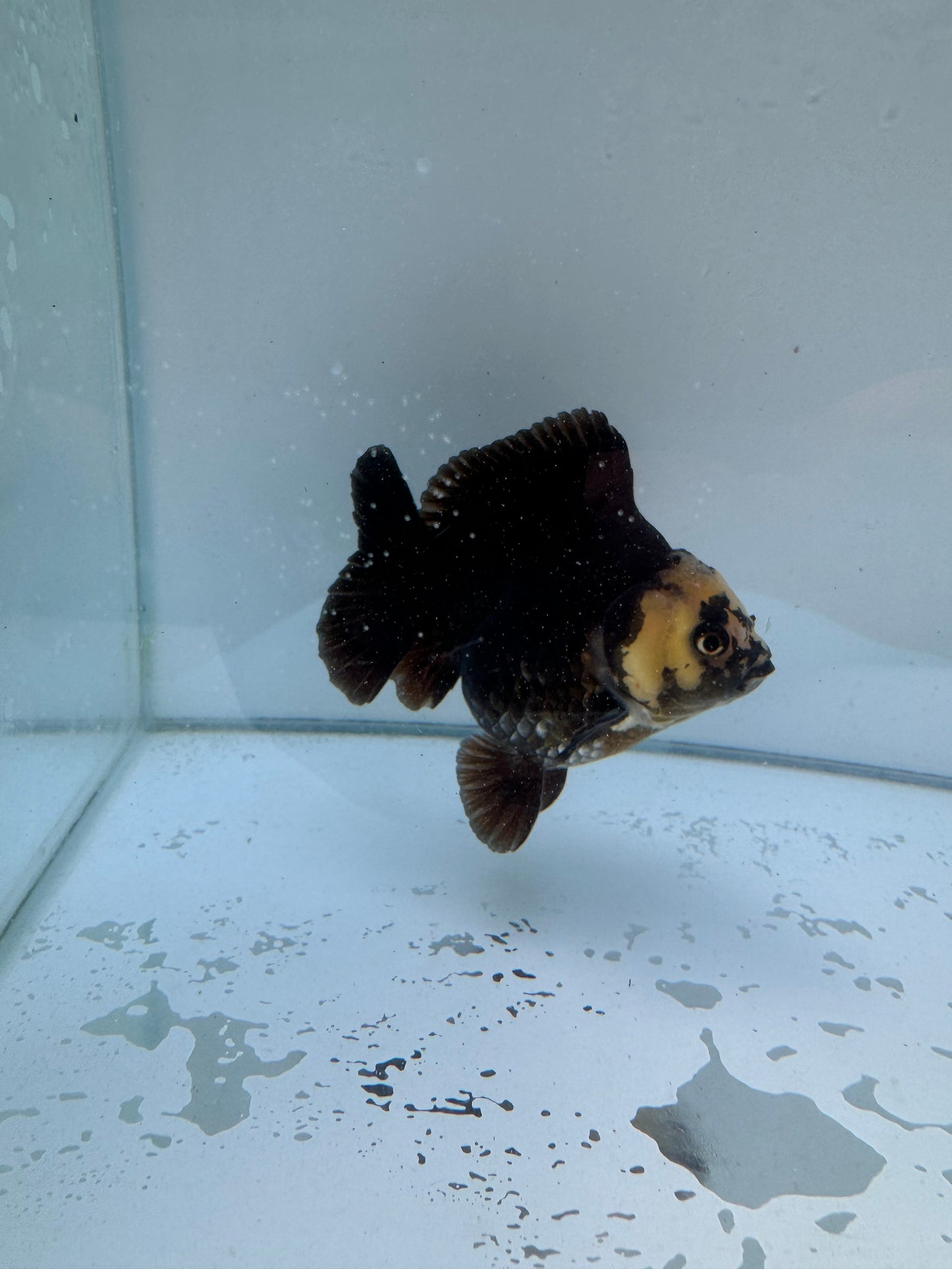 Panda Oranda WVF053