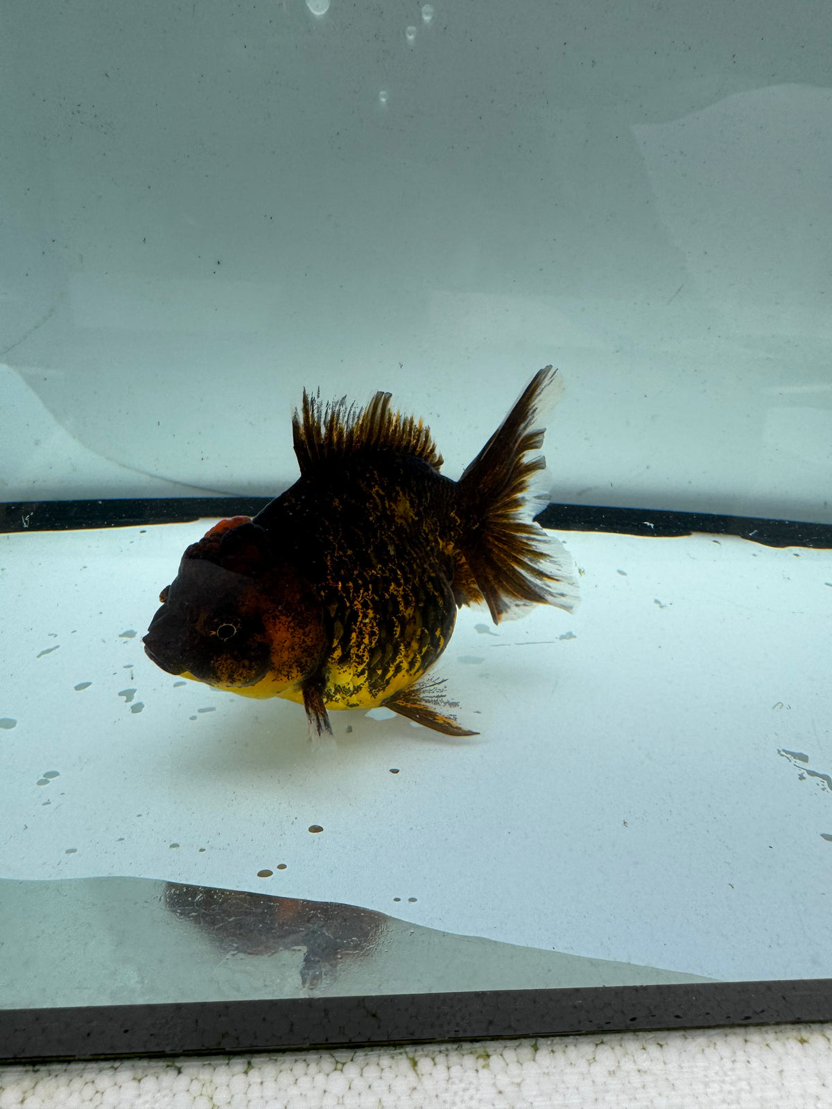 Red tiger Oranda. WVF1199