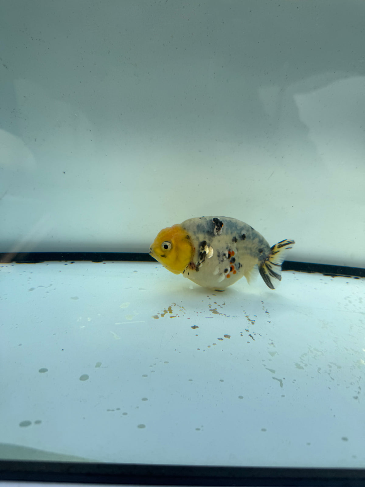 White tiger ranchu. WVF1189