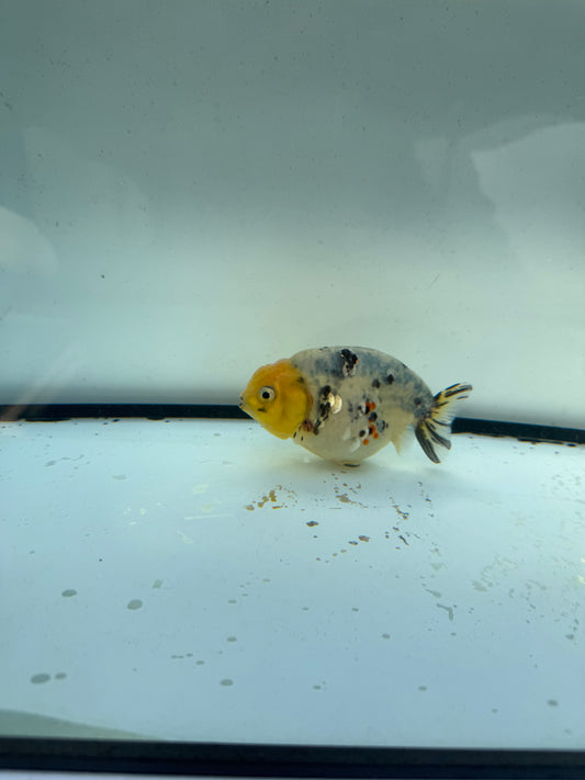 White tiger ranchu. WVF1189