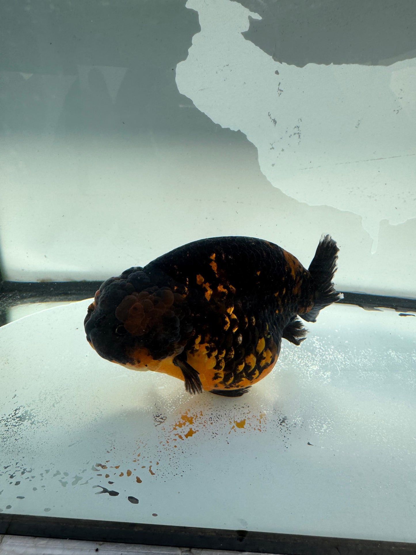 Red&black Ranchu. WVF1035