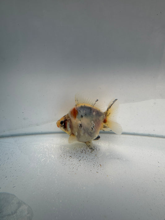 Calico Ryukin. WVF154