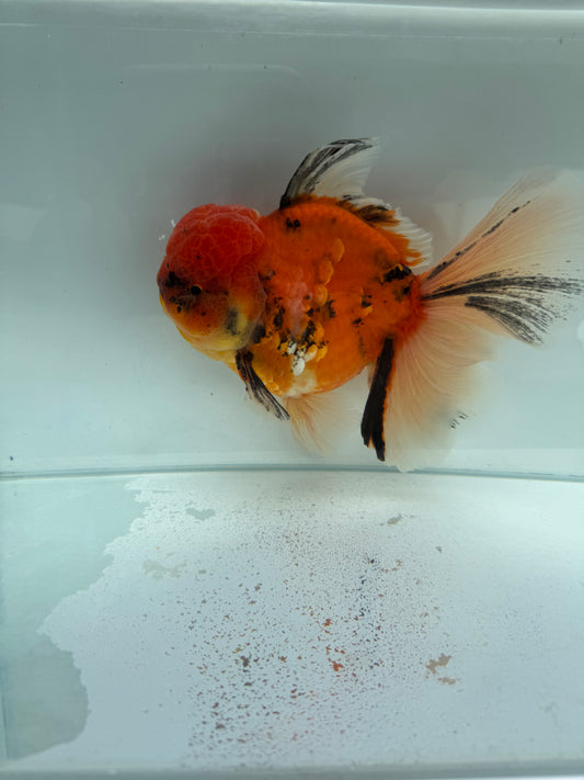 Calico Oranda. WVF340