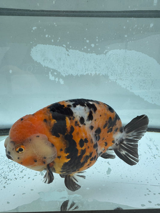 Calico Ranchu.  WVF959