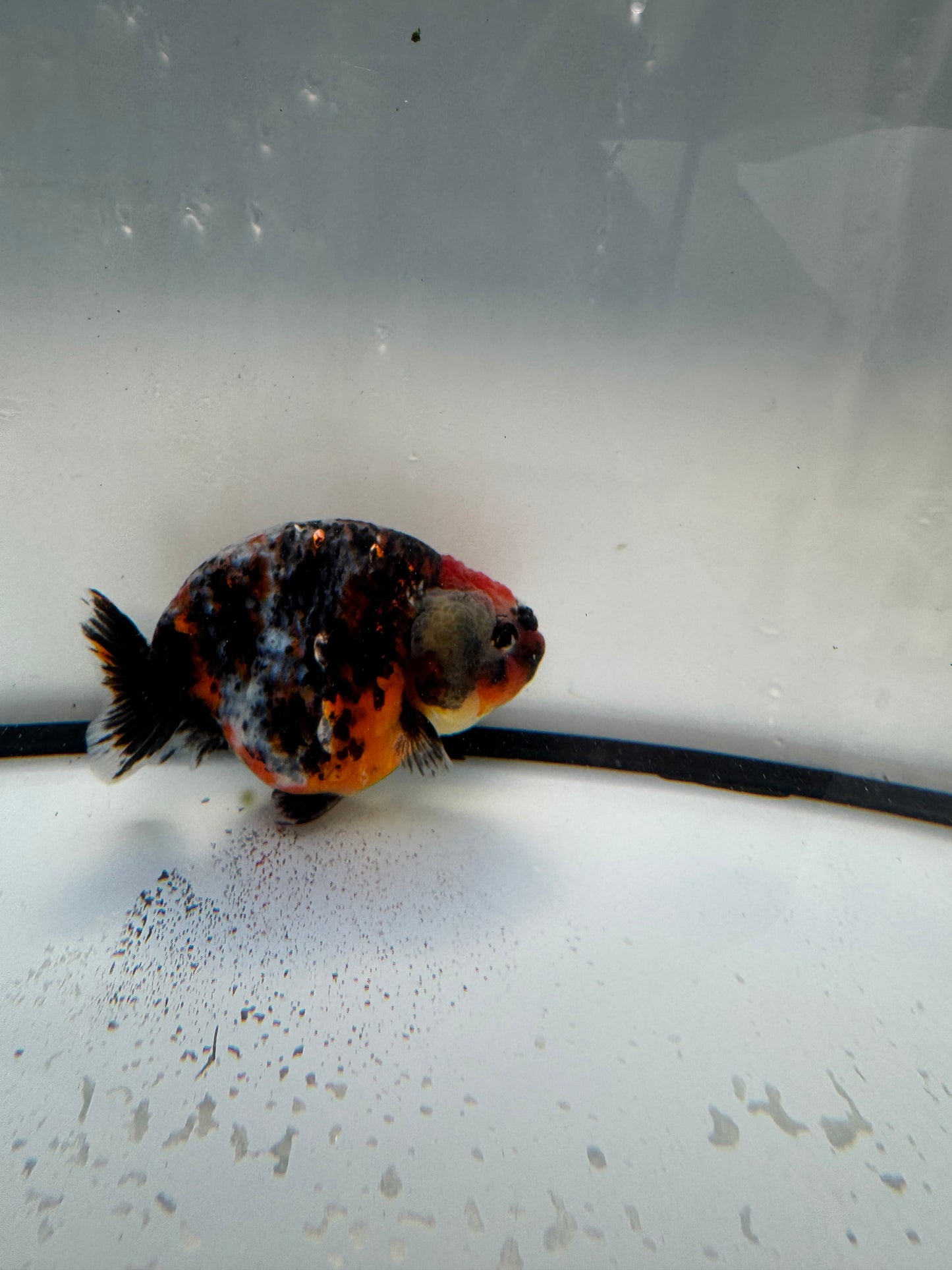 Kirin Ranchu. WVF1102
