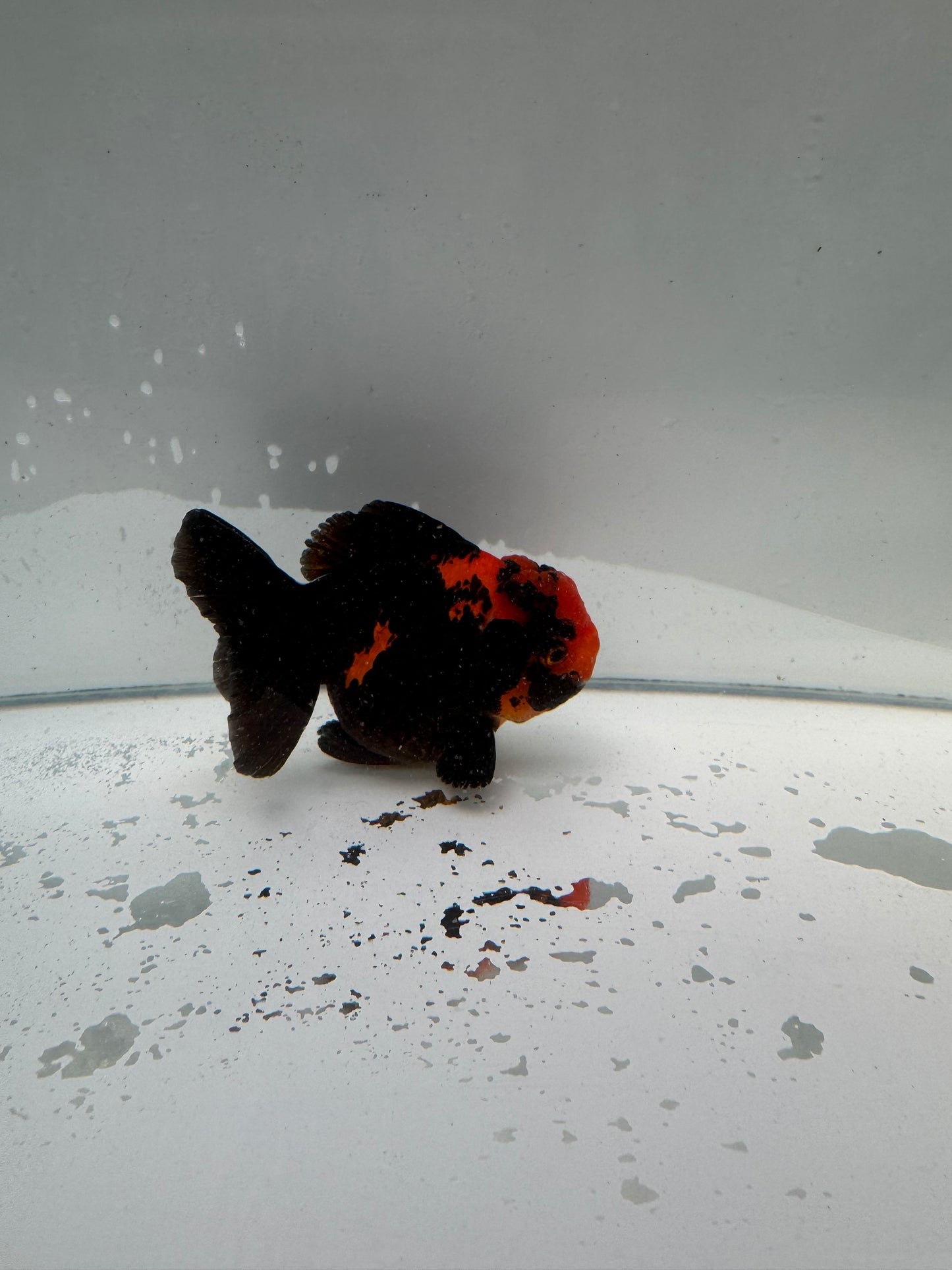 Apache Oranda.  WVF017