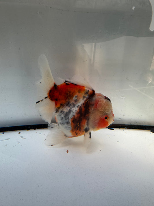 Calico Oranda. WVF1225