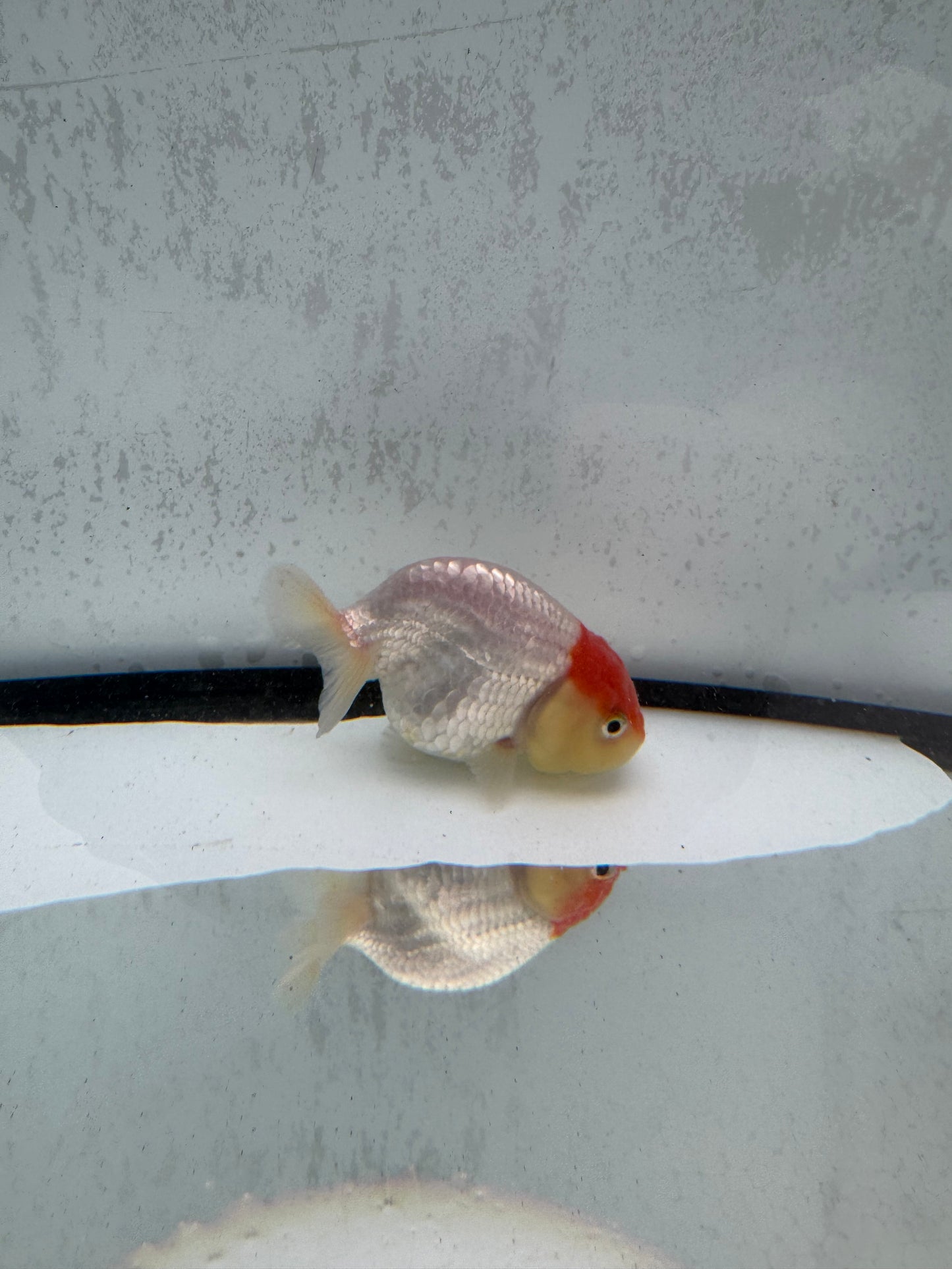 Red&white Ranchu. WVF502