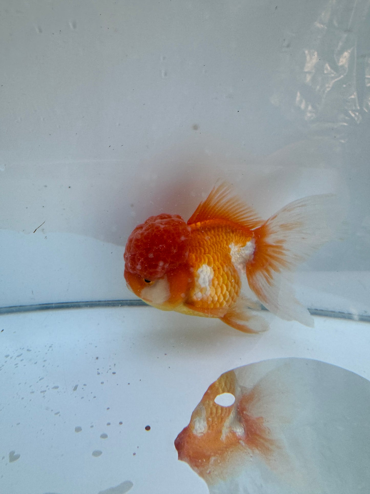 Red&White Oranda.  WVF068