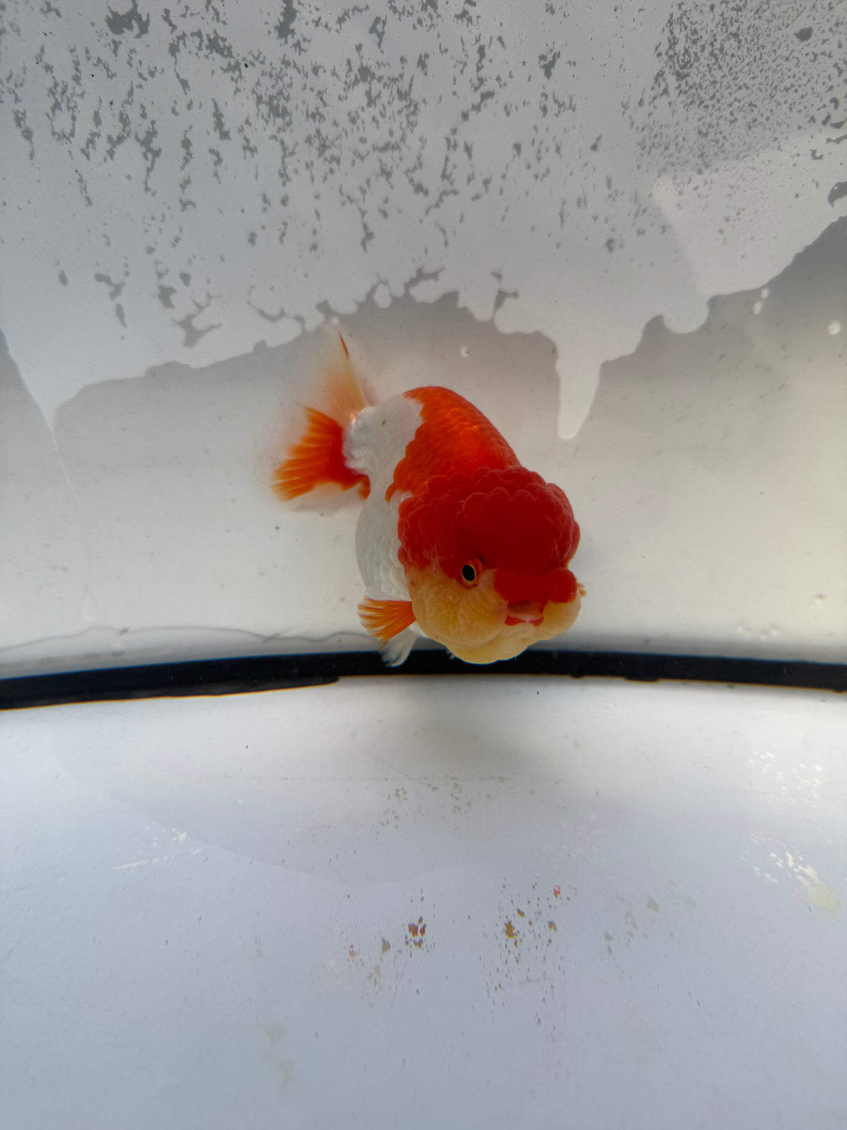 Red&white Ranchu WVF1213