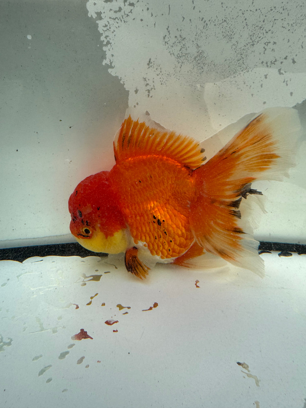 Red Oranda. WVF1197