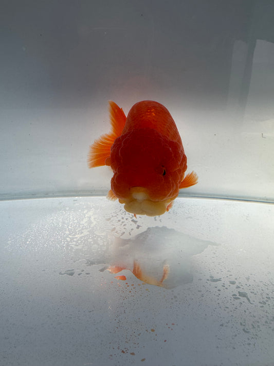 Red&white Ranchu.  WVF107