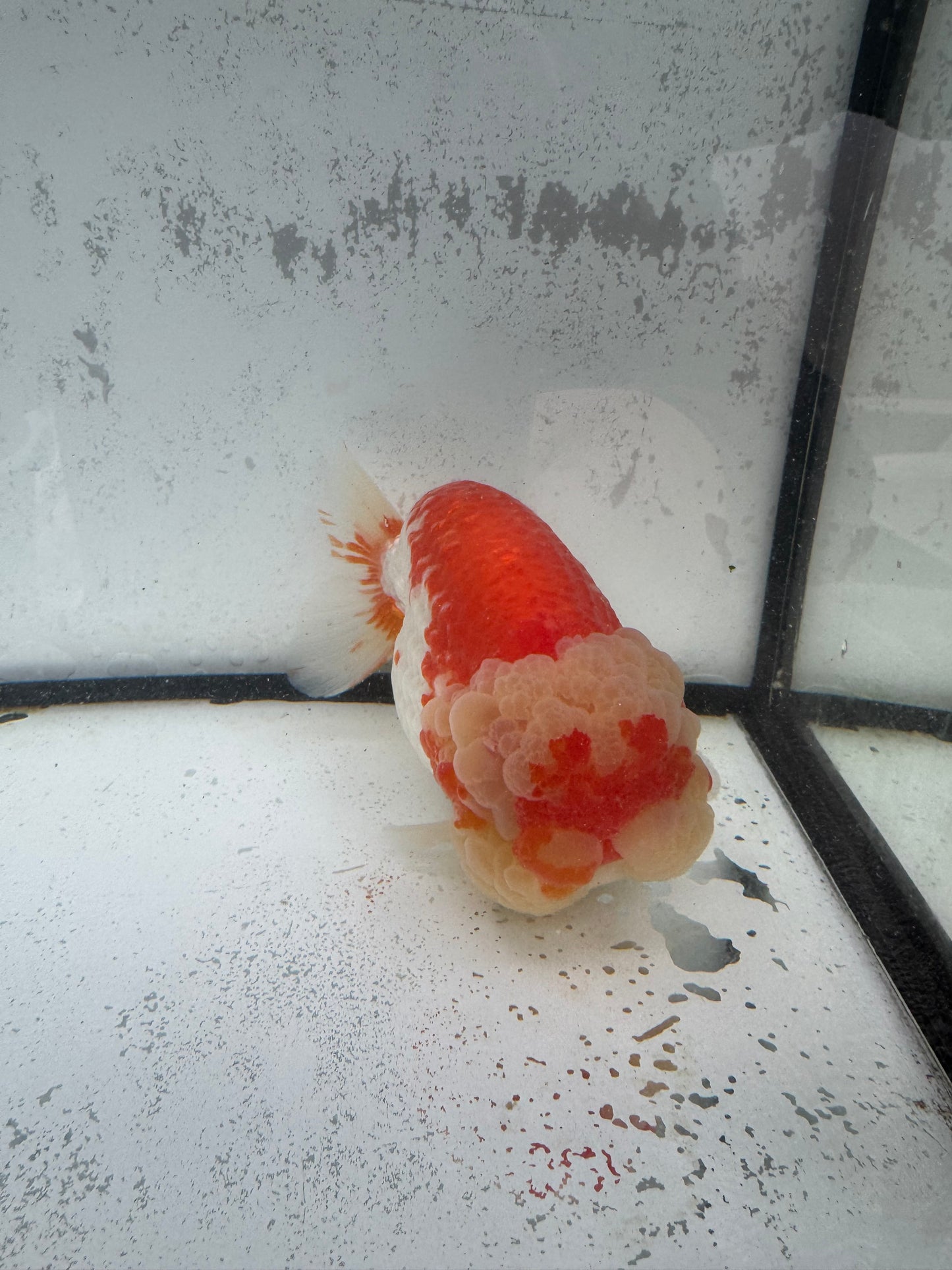 Red&white Ranchu. WVF595