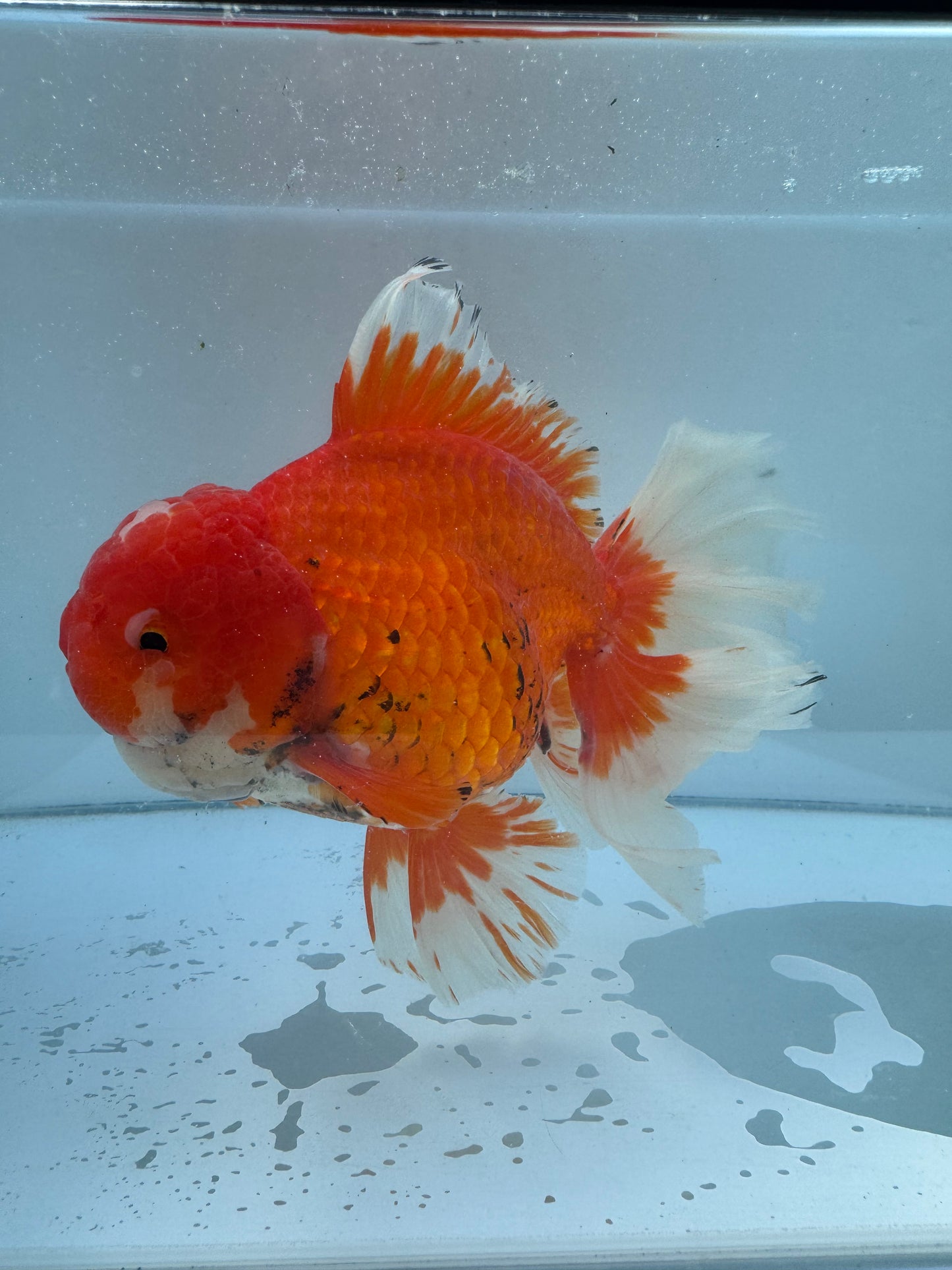 Red&White Oranda. WVF058