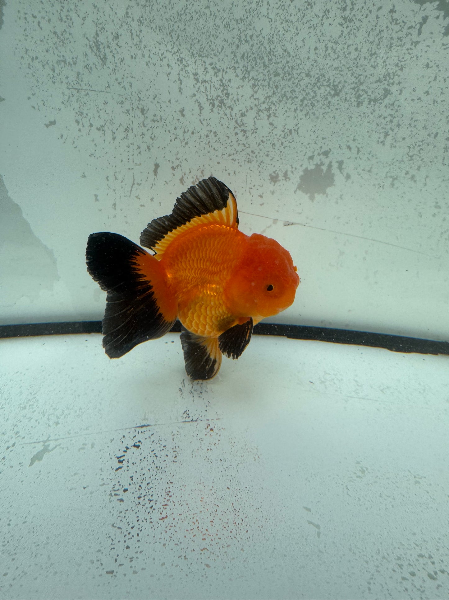 Red&black Oranda. WVF1145