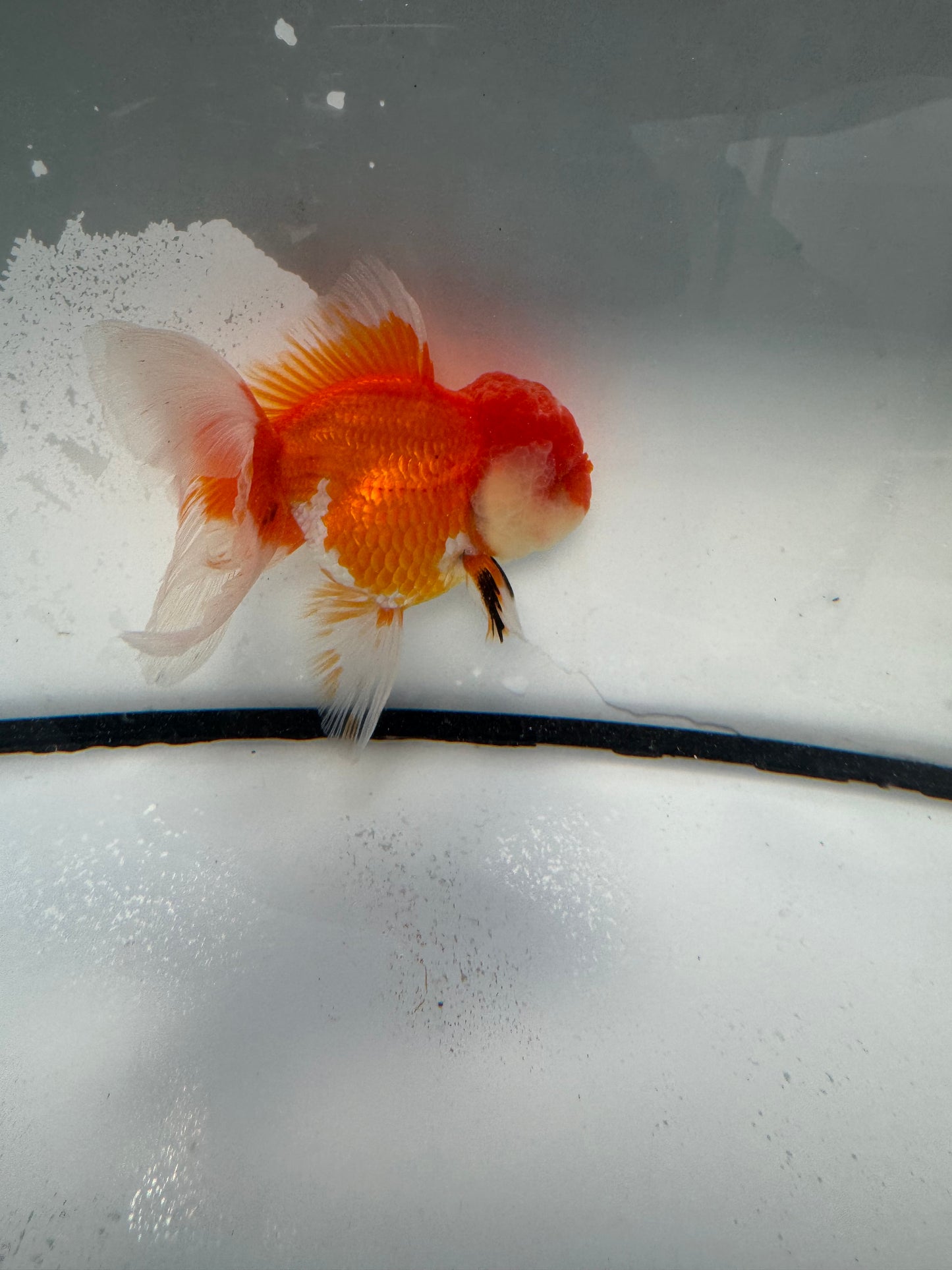 Red&white Oranda. WVF1070