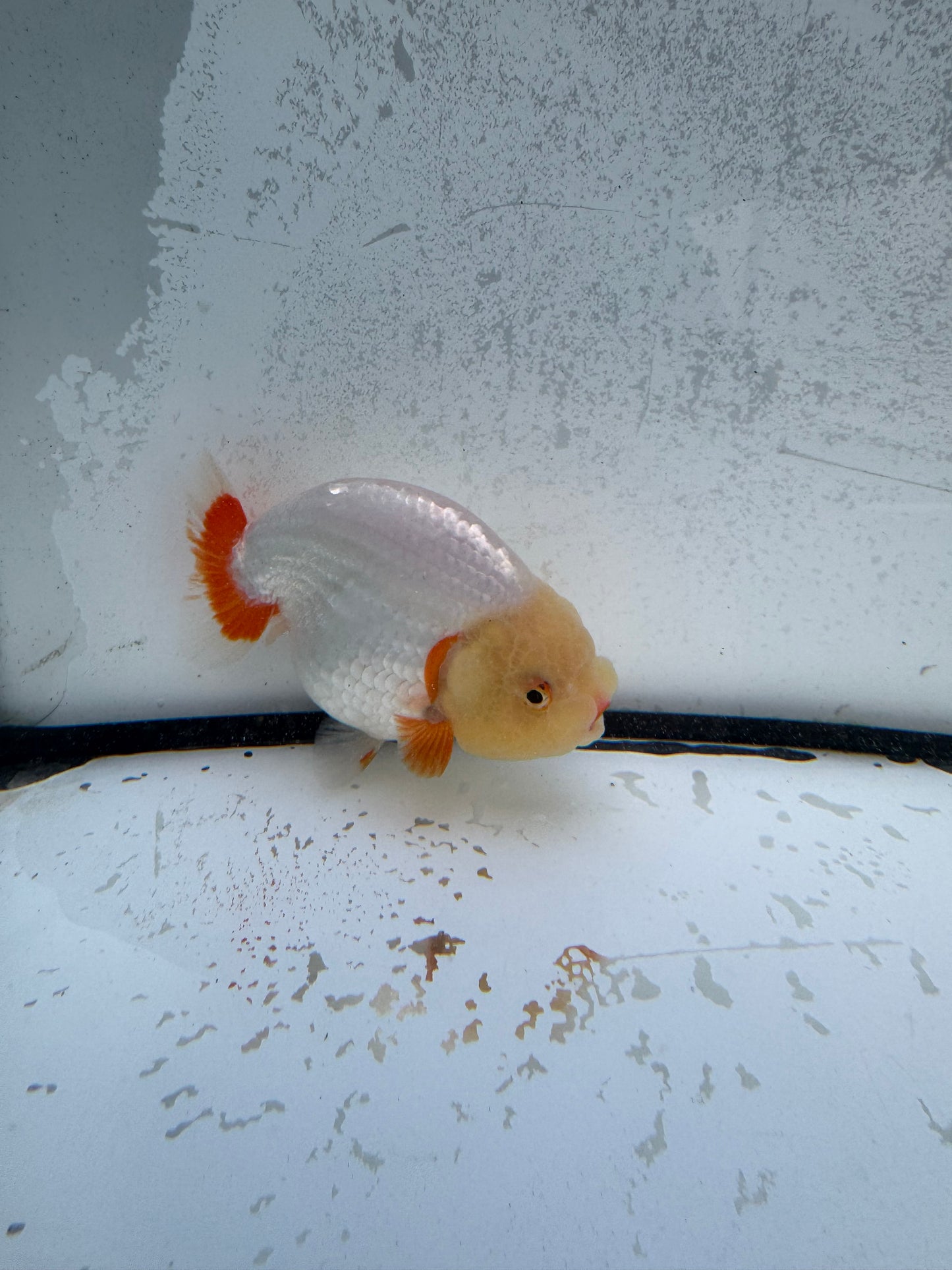 Red&white Ranchu. WVF1156