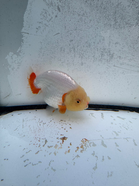 Red&white Ranchu. WVF1156