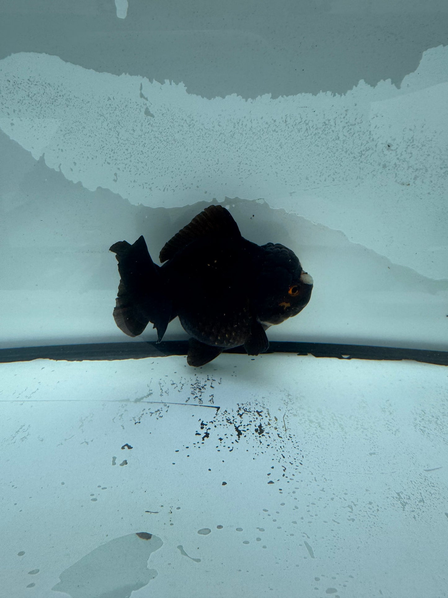 Short tail Oranda.  WVF926