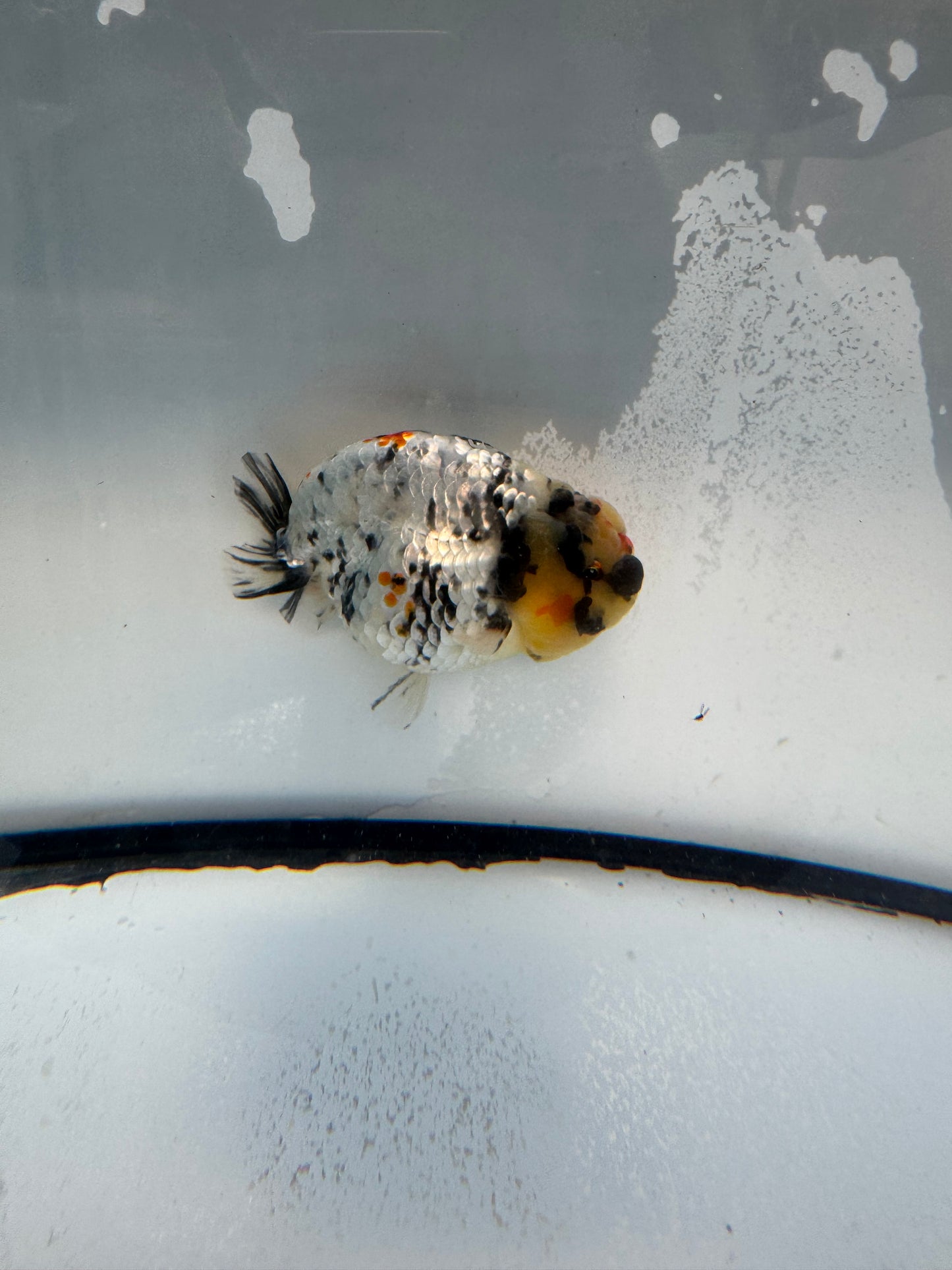 Metalic calico Ranchu. WVF1091