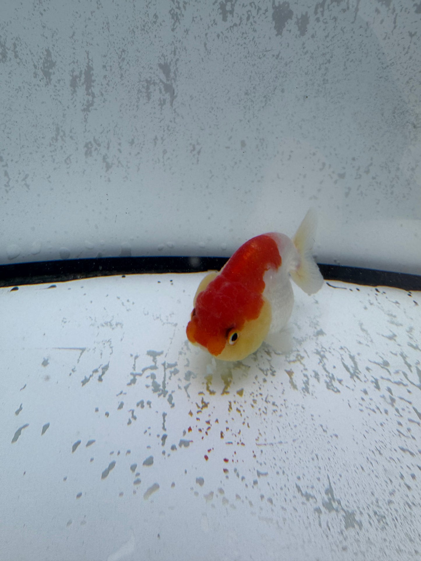 Red&white Ranchu. WVF507