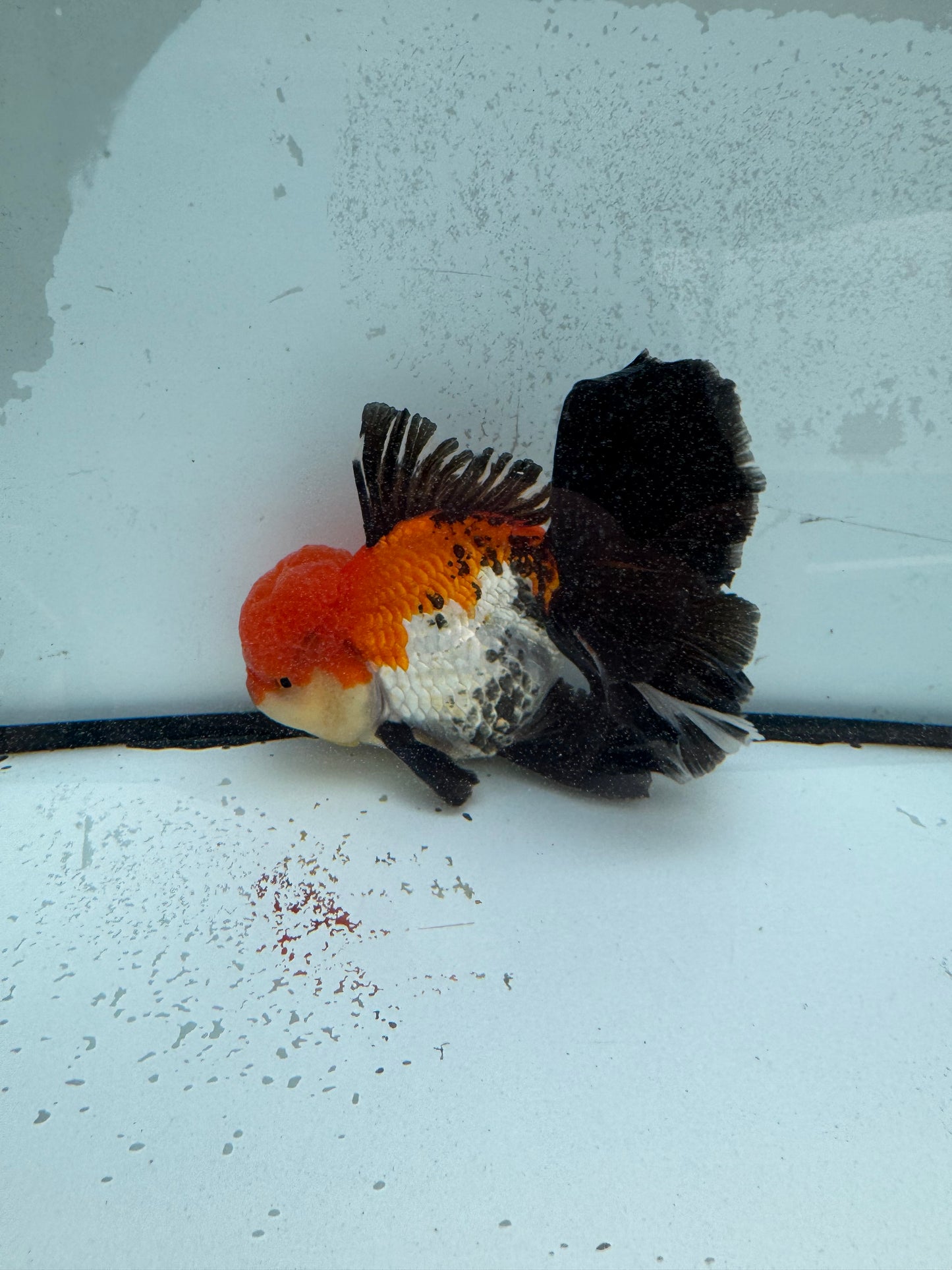 Tricolour Oranda. WVF1129