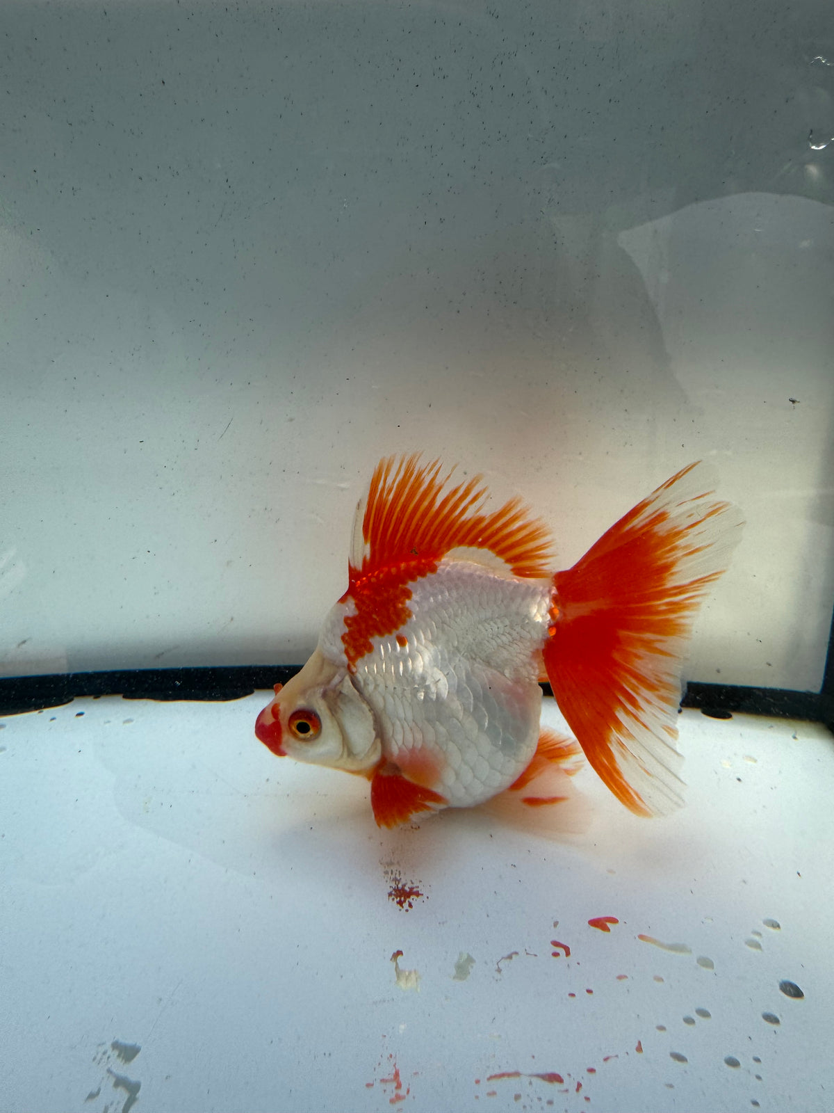 Red&white Ryukin. WVF1203