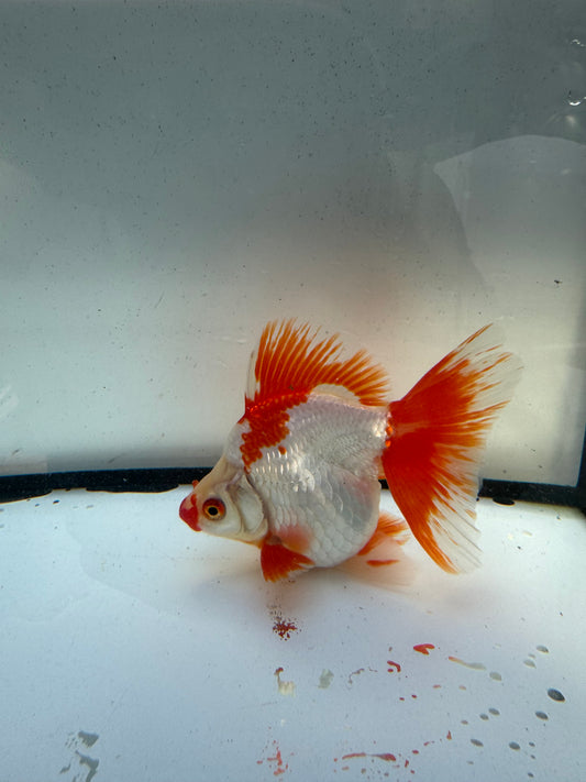 Red&white Ryukin. WVF1203
