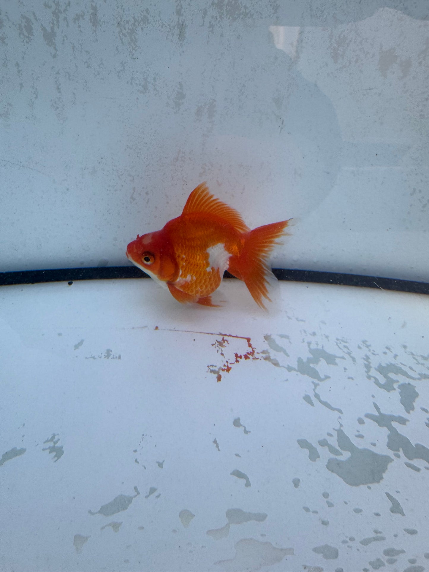 Red&white Broadtail Ryukin. WVF565