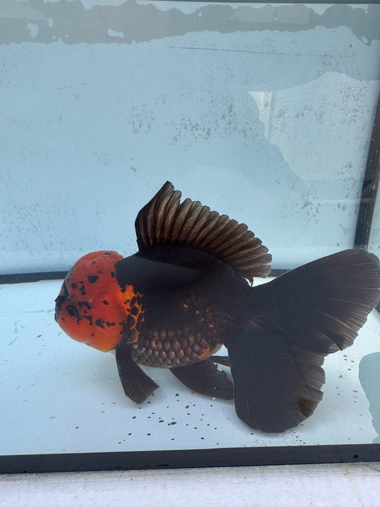 Apache Oranda. WVF482