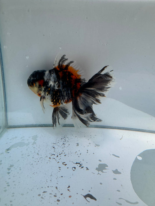 Calico Kirin Oranda. WVF149